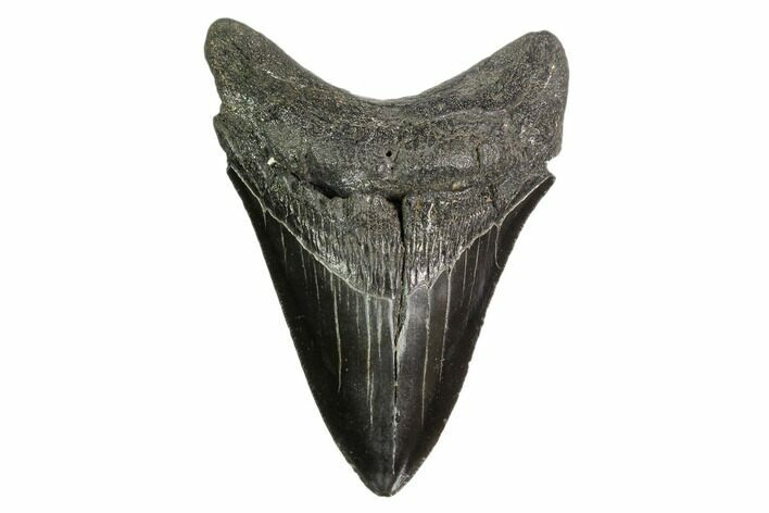 Fossil Megalodon Tooth - South Carolina #149409